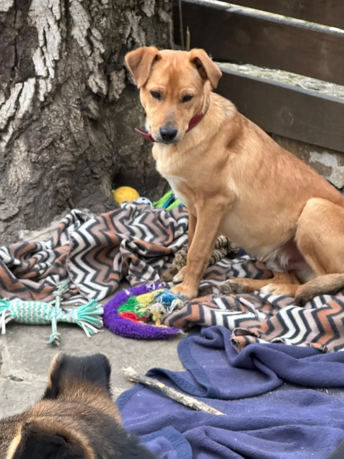 Dog sitting on a patterned blanket beside a tree, surrounded by colourful dog toys.