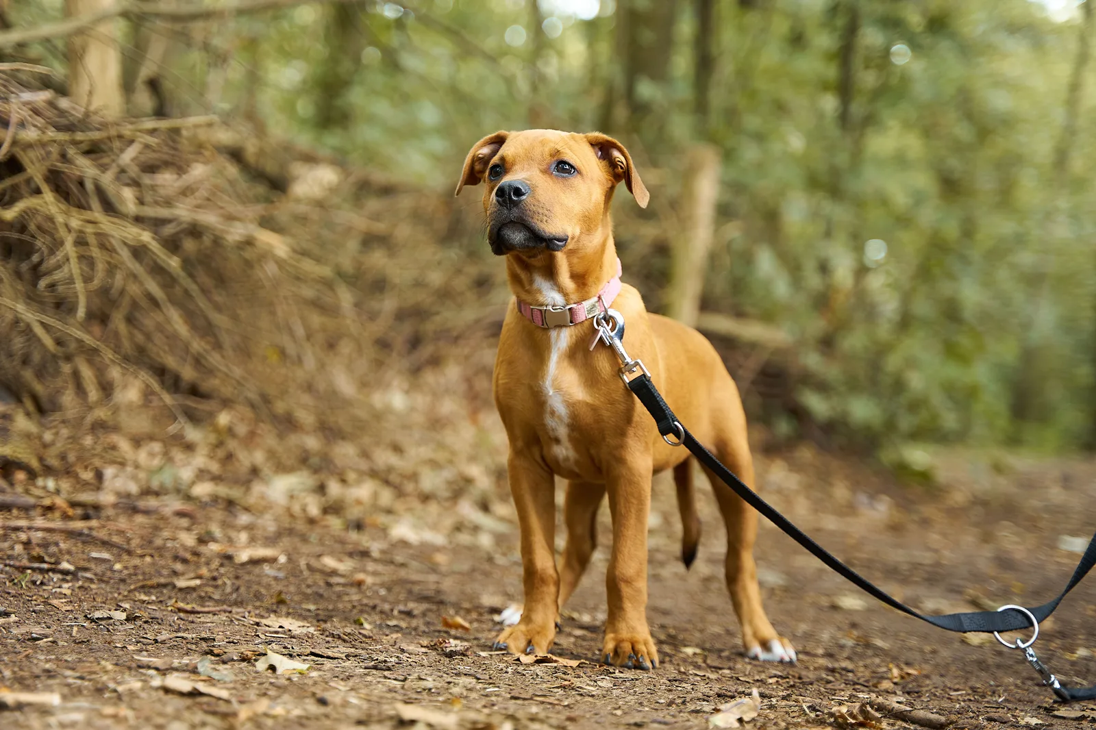 A brown dog on a lead walking along a woodland path.