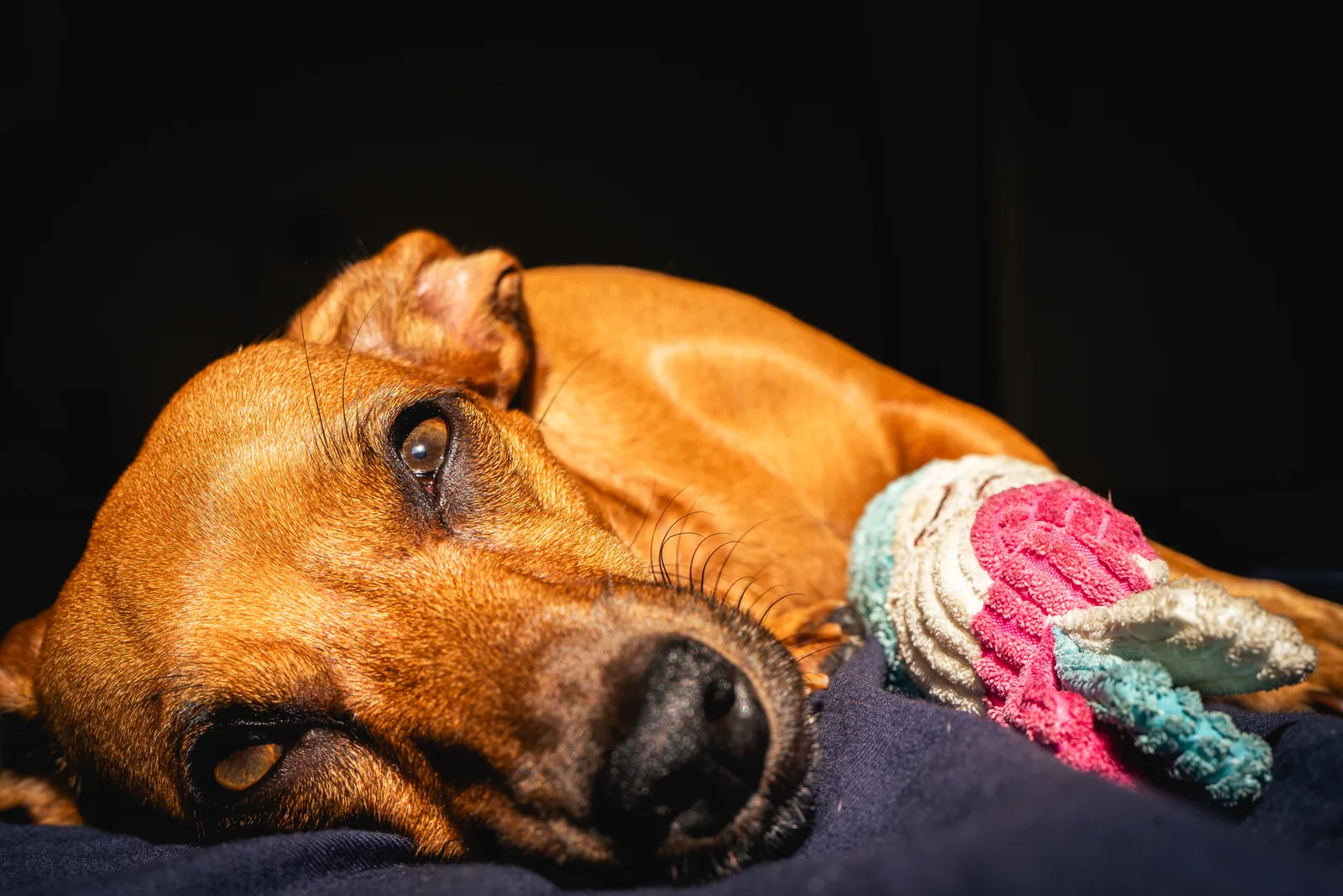 A brown dog resting on a blanket in warm sunlight indoors.