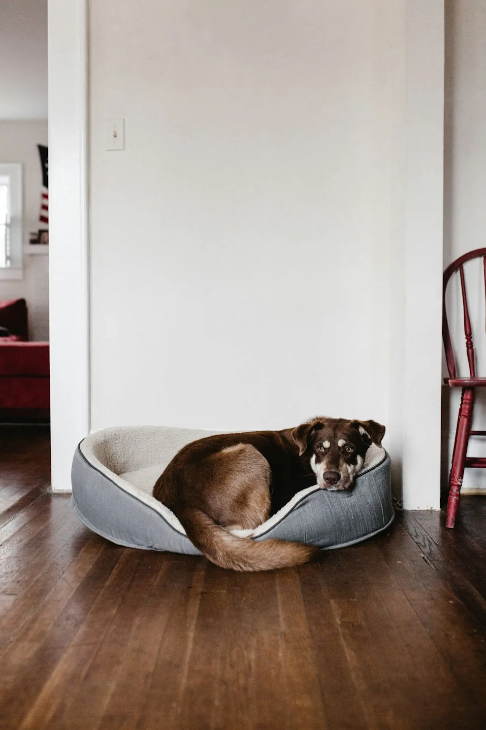 A family dog lying on a dog bed in a living room.